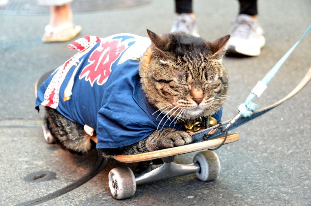 三社祭での猫