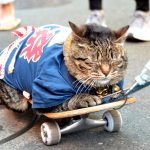 三社祭での猫