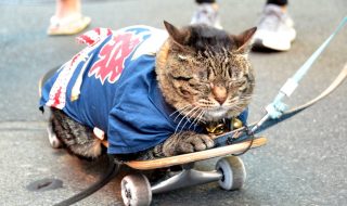 三社祭での猫